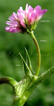  Stipules